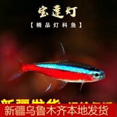 新疆巴西宝莲灯鱼热带观赏鱼活体红绿草缸群游小型淡水灯科宠物鱼
