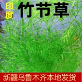 印度小竹节竹节草真水草水族箱鱼缸造景观赏新手懒人阴性水草繁殖
