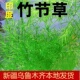 印度小竹节竹节草真水草水族箱鱼缸造景观赏新手懒人阴性水草繁殖