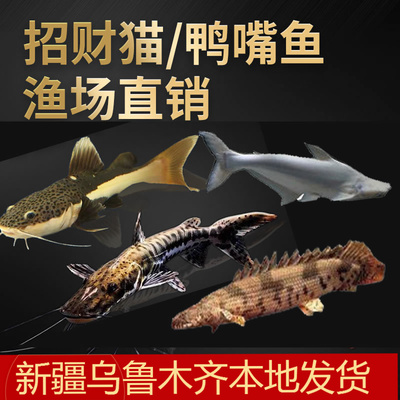 热带观赏鱼白化蓝鲨鱼招