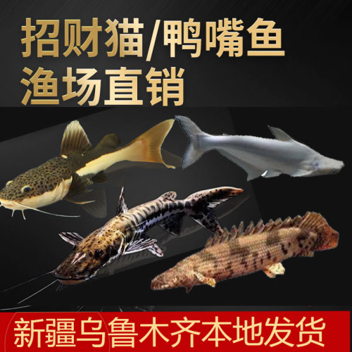 热带观赏鱼白化蓝鲨鱼招