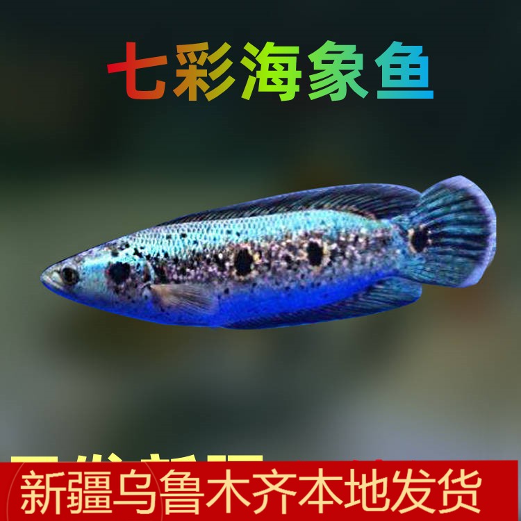 新疆大型七彩海象淡水鱼凶猛观赏