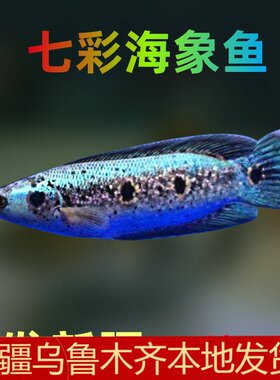 新疆大型七彩海象淡水鱼凶猛观赏