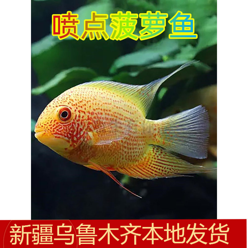 喷点菠萝鱼活体菠萝鱼热带观赏鱼宠物鱼淡水龙鱼配鱼混养红宝石