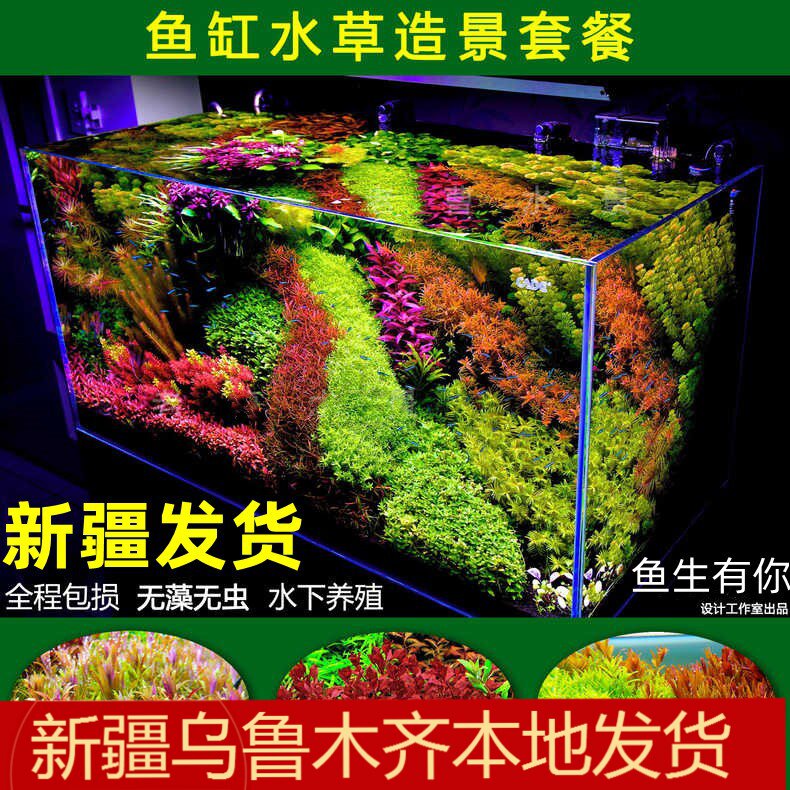 造景水草开缸套餐成品鱼缸活体草缸懒人沉木石头造景活植物水下叶