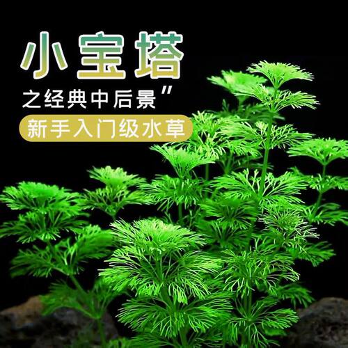 小宝塔懒人新手无需二氧化碳淡水阴性水草造景后景草鱼缸增氧绿植