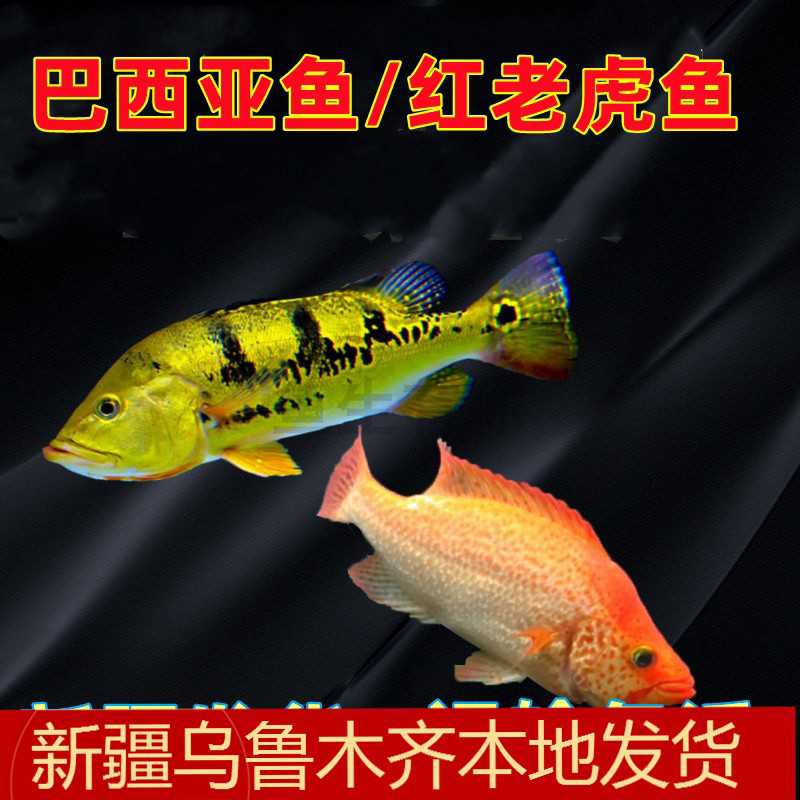 新疆黄金巴西亚鱼活体三间鱼五间热带观赏鱼起头大型银龙配鱼包活