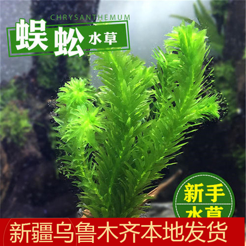 蜈蚣草真水草阴性新手植物鱼缸装饰造景淡水族箱绿菊好养活体包邮