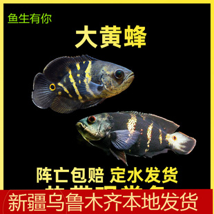 新疆地图鱼黄化地图大黄蜂奥里诺科地图奥图观赏鱼热带淡水鱼包邮