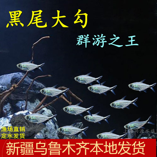 黑尾大勾鱼活体扯旗小型灯科鱼孔雀鱼群游热带观赏鱼草缸原生缸鱼 - 封面