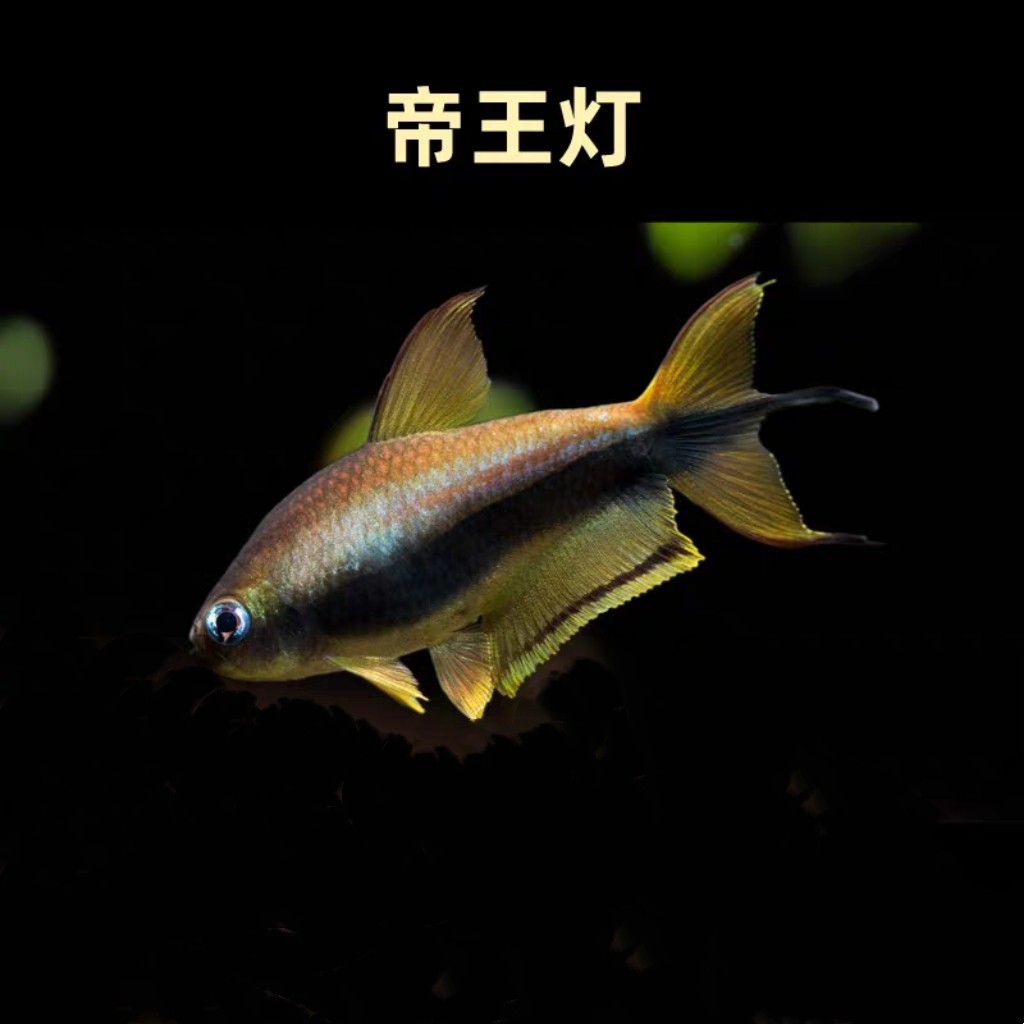 群游帝王灯鱼活体宽腹窄腹红绿灯宝莲灯群游冷光原生底栖除油膜