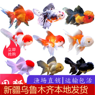 狮子头金鱼淡水观赏鱼金鱼狮子头鎏金活体红狮鱼苗五花狮子冷水鱼