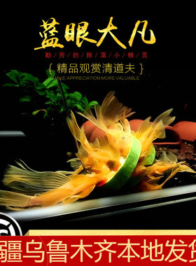 鱼缸除藻高手异型鱼蓝眼