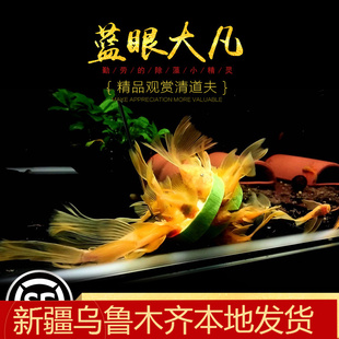 鱼缸除藻高手异型鱼蓝眼大帆大凡除藻黑毛褐藻天使黄金胡子鱼活体