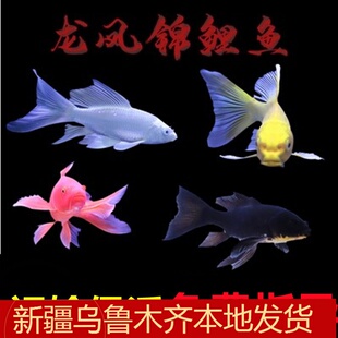 新疆蝴蝶龙凤锦鲤鱼大型冷水新手好养黄黑白金红松叶淡水入门懒人