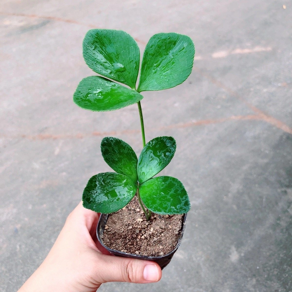 墨西哥铁幸运四叶草迷你创意盆栽办公室绿植桌面懒人好养室内植物,鲜花速递/花卉仿真/绿植园艺,绿植,淘宝优惠券,粉丝福利购,淘宝优惠卷