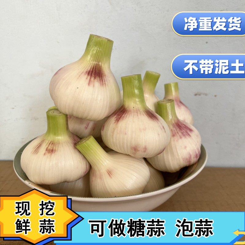 2026年现挖现发鲜蒜嫩蒜湿蒜可腌糖蒜泡蒜紫白皮嫩蒜新鲜大蒜头