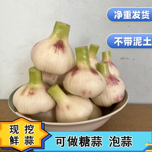 2026年现挖现发鲜蒜嫩蒜湿蒜可腌糖蒜泡蒜紫白皮嫩蒜新鲜大蒜头