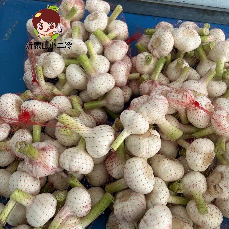 【腌糖蒜用】2026年现挖现发白皮鲜蒜嫩蒜湿蒜新鲜大蒜可泡蒜咸蒜
