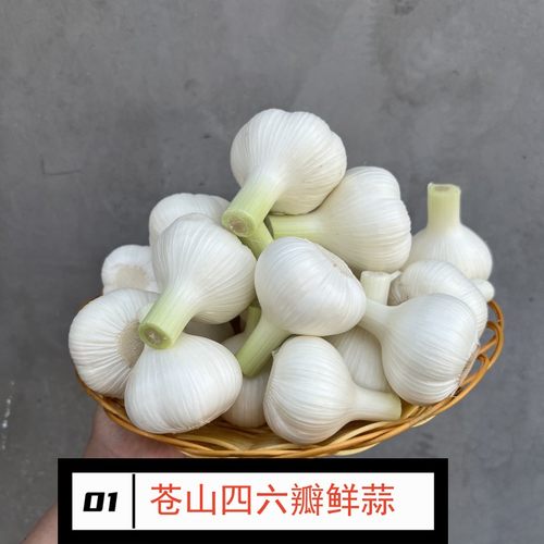 白皮嫩蒜新鲜大蒜腌糖蒜用