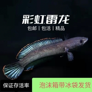 南鳢雷龙鱼观赏鱼冷水鱼龙鱼凶猛七彩雷龙淡水活体彩虹雷龙鱼 包邮