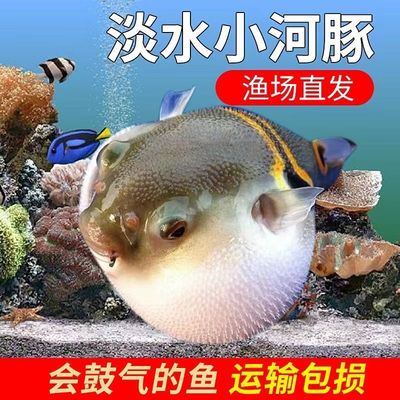 小河豚观赏鱼活体潜水艇巧克力娃娃狗头淡水热带宠物鱼会生气的鱼