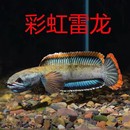 彩虹雷龙鱼小型凶猛淡水鱼苗观赏鱼冷水观赏鱼好养