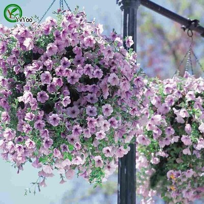 Purple Petunia seeds Bonsai Flower Plant Seeds Very Fragrant