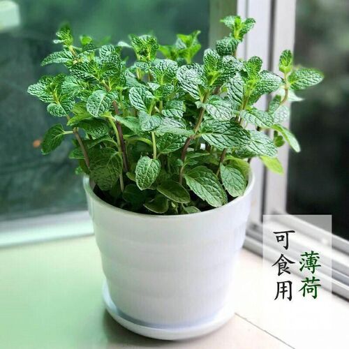 Mint potted package fresh edible mint leaves office plant in