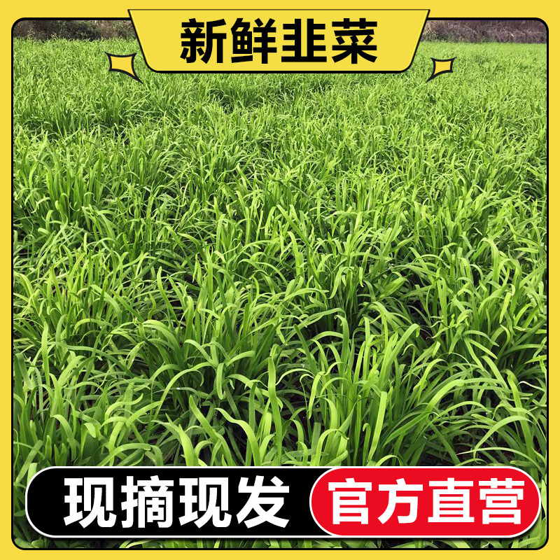 【推荐】新鲜韭菜头茬应季韭菜云南蔬菜1-5斤现摘现发露天韭菜,水产肉类/新鲜蔬果/熟食,叶菜类,淘宝优惠券,粉丝福利购,淘宝优惠卷