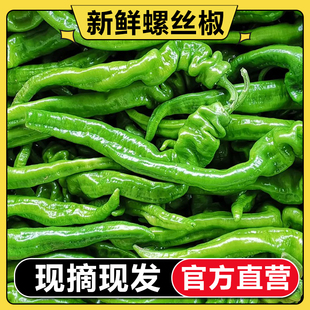【每周折扣】新鲜螺丝椒青椒现摘现发应季蔬菜青皮辣椒1-5斤包邮