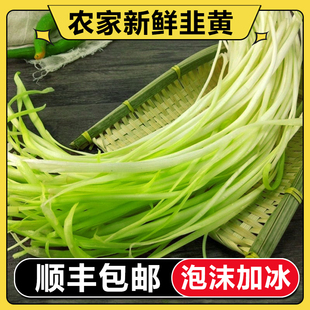 【顺丰包邮】韭黄新鲜现摘 饺子馅新鲜蔬菜云南 1斤2斤3斤4斤包邮