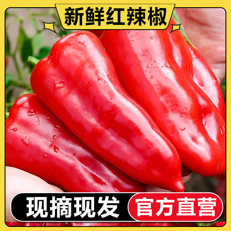 【官方补贴】云南红辣椒新鲜薄皮大泡椒辣椒酱剁椒菜辣椒不辣包邮