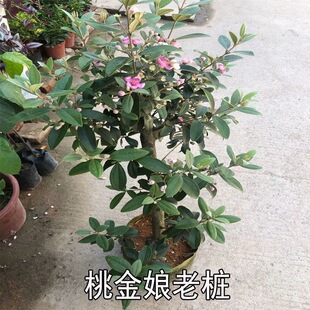 桃金娘树苗捻子果苗老桩山菍子树地稔子四季种植庭院盆栽当年结果