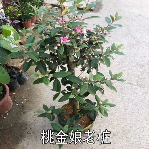 桃金娘树苗捻子果苗老桩山菍子树地稔子四季种植庭院盆栽当年结果