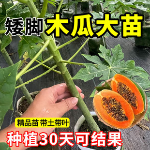 冰糖红心木瓜树苗大苗特大当年结果矮化广西红心水果大青木瓜树苗