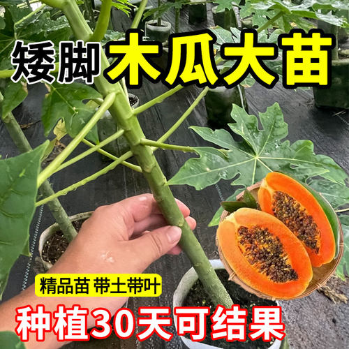 冰糖红心木瓜树苗大苗特大当年结果矮化广西红心水果大青木瓜树苗