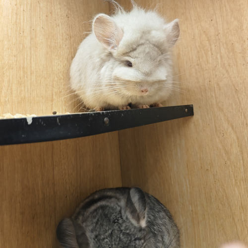 金色长毛龙猫母图片龙猫链接