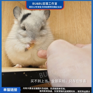 龙猫工作室 丝绒奶牛银斑长毛活体宠物龙猫公 优惠24.12.18生 良