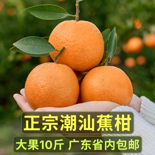 潮州柑潮汕焦柑蕉柑年柑潮汕本地拜神老柑新年柑拜年柑橘大吉10斤