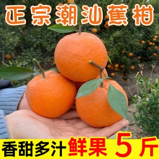 潮州柑潮汕焦柑潮州蕉柑年柑潮汕本地拜神老柑新年柑拜年柑橘大吉