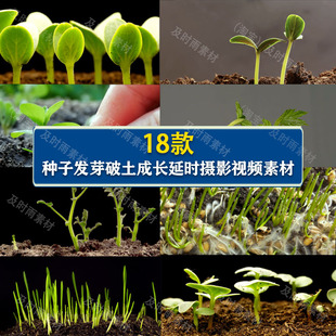 A095植物种子幼苗黄瓜小麦破土而出生长发芽成长延迟摄影视频素材