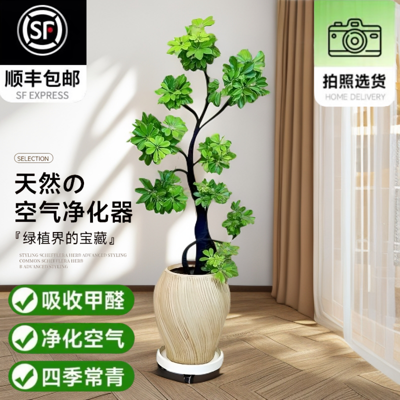 鸭脚木客厅大盆栽真花四季