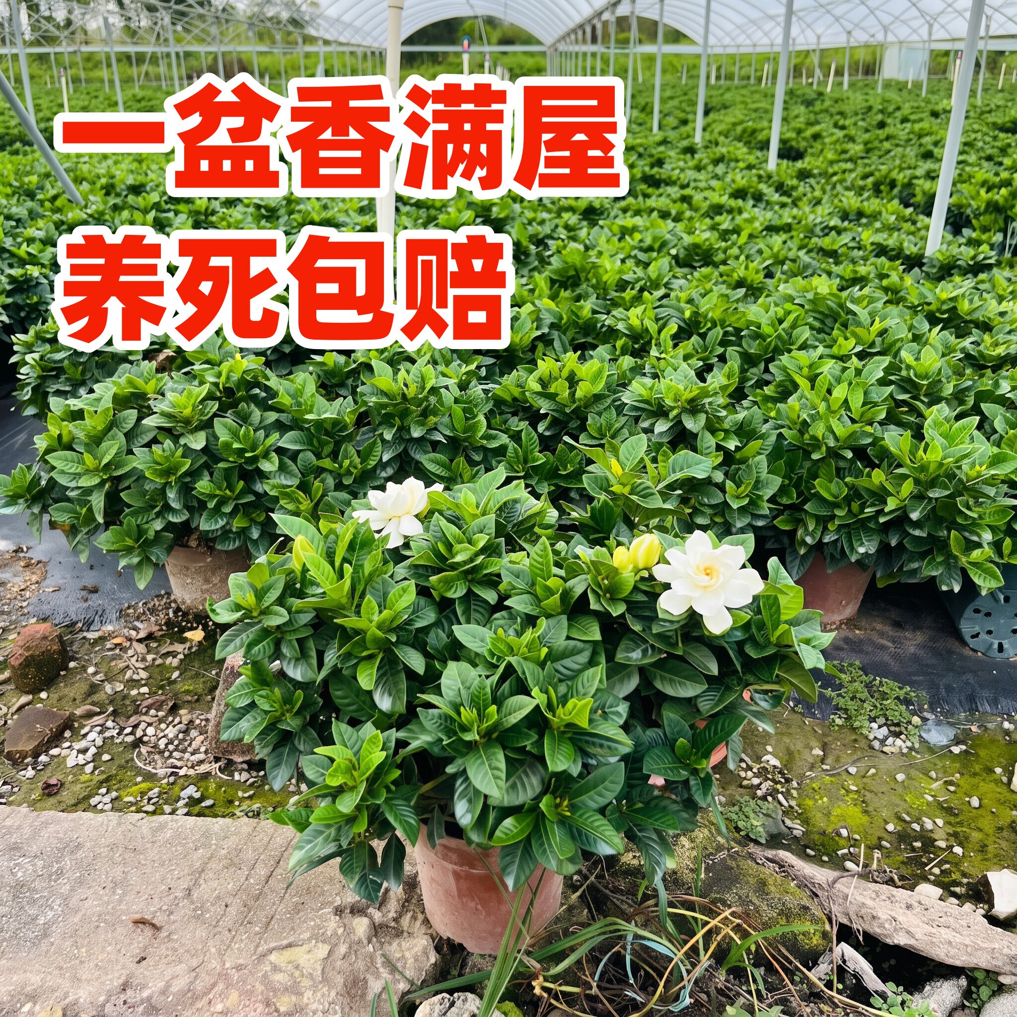 栀子花盆栽花卉植物室内带花苞阳台水培绿植浓香型大树苗四季好养