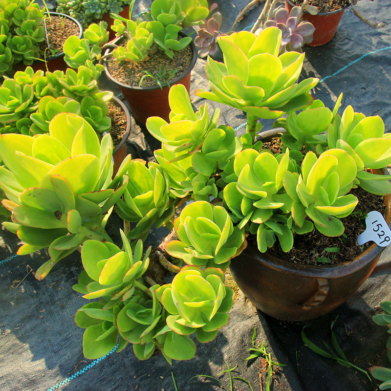 柠檬卷 大群生多头老桩无砍多肉植物 一物一拍 大型趣味盆栽 包邮