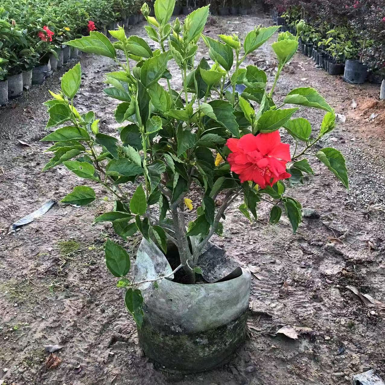 重瓣扶桑花苗四季大红花苗桑叶牡丹木槿朱槿盆栽植物室内阳台花卉