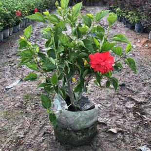 重瓣扶桑花苗四季大红花苗桑叶牡丹木槿朱槿盆栽植物室内阳台花卉