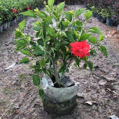 重瓣扶桑花苗四季大红花苗桑叶牡丹木槿朱槿盆栽植物室内阳台花卉