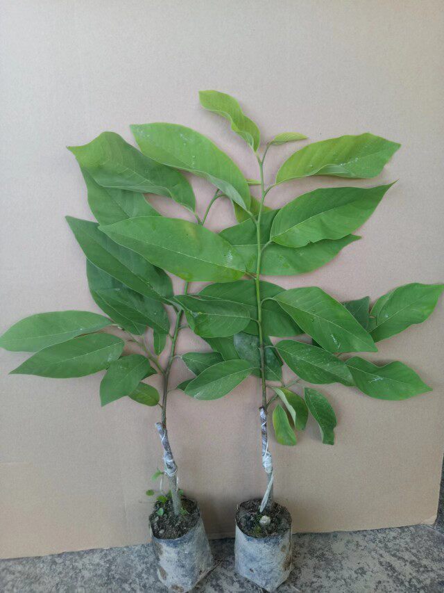 释迦果树苗 台湾番荔枝苗 番鬼荔枝嫁接当年结果南方种植盆栽果树图片
