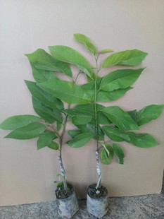 释迦果树苗 台湾番荔枝苗 番鬼荔枝嫁接当年结果南方种植盆栽果树